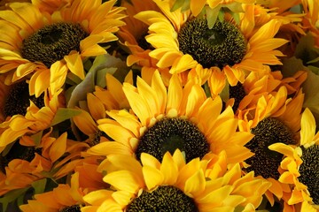 A vibrant collection of colorful flowers in full bloom, captured in natural daylight. For spring or...