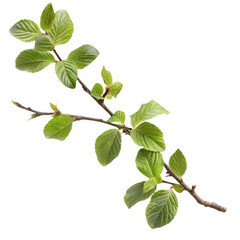 Obraz premium A sprig with vibrant green leaves, showcasing new growth on a branch. background removed