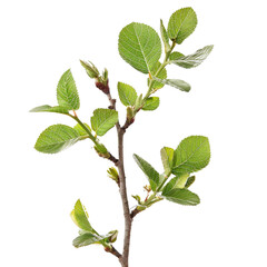 A sprig of a young tree with fresh green leaves and buds. background removed