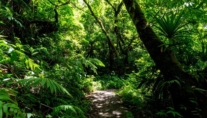 Fototapeta premium Sun-dappled path winds through lush, verdant rainforest; dappled light, dense foliage