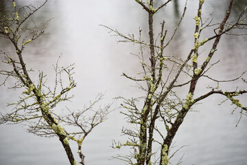 Bare Trees with Lichen Near a Calm Water Body