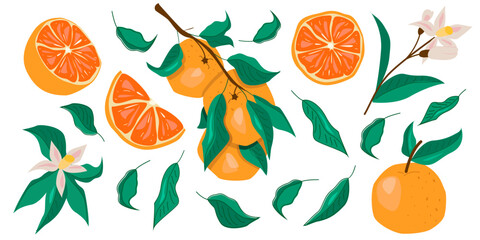 A collection of various orange fruits, slices, and leaves with a white background.