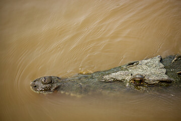 Swimming crocodile in murky water of Rio Grande de Tarcoles in Costa Rica, Central America