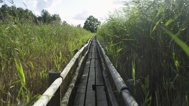 Wooden trail in the reeds of the lake. A tranquil wooden boardwalk winds through dense reeds and wetlands, leading by a serene lake. High quality 4k footage. Kaniers. Latvia