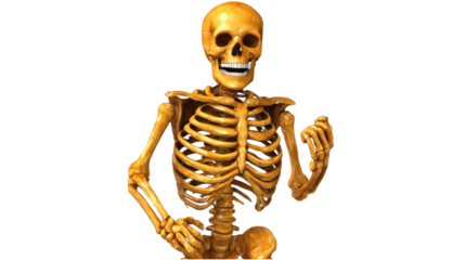 Realistic Skeleton Model with Bright Smile and Engaging Pose Perfect for Halloween or Educational Displays