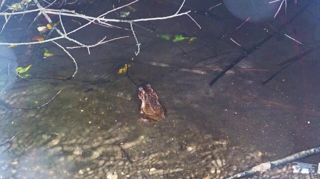 Sulawesian toad (Bufo celebensis, Ingerophrynus celebensis) in rain forest of North Sulawesi Island, endemic threatened (IUCN) species. Soputan, Indonesia. Exotic nature filming