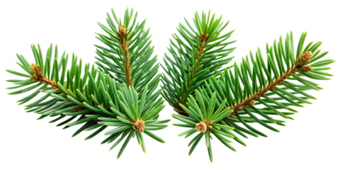 Four Green Spruce Branches Arranged Symmetrically on Transparent Background green spruce branches arranged