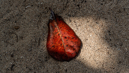 a single fallen leaf, displaying shades of red and orange with dark spots, rests on a sandy ground...