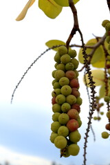 Sea grape or Seaside grape fruits on bunch hanging on branch and sky background. Scientific name Coccoloba uvifera.