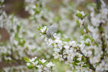 White blossoms on a tree branch with a delicate feather caught among the flowers