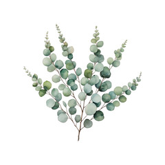 Watercolor eucalyptus branch png