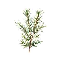 Watercolor rosemary sprig png