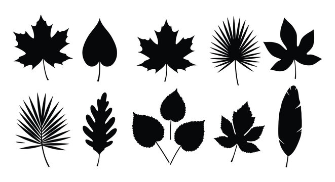 Collection of various leaf silhouettes on a white background