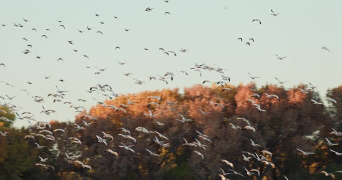 Bosque Del Apache New Mexico Snow Geese Flock in Flight over the Fall Colors