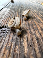 A snail with a striped shell crawling on a weathered wooden surface
