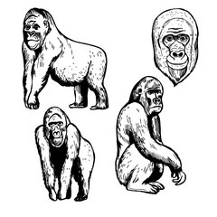 Hand-drawn gorilla on white background. Vector sketch illustration. 