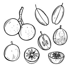 Hand-drawn star apple (Chrysophyllum cainito). Vector sketch illustration. 