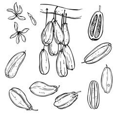 Hand-drawn Averrhoa bilimbi (bilimbi, cucumber tree, tree sorrel). Vector sketch illustration. 