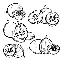 Hand-drawn star apple (Chrysophyllum cainito). Vector sketch illustration. 