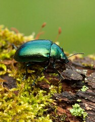 Iridescent green beetle perched on mossy log