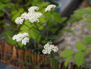 close-up image of potted yarrow plant (Achillea millefolium) in bloom © Olivia Neuhaus