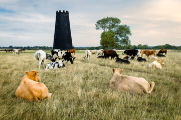 Free roaming cattle grazing with disused windmill on horizon. Westwood, Beverley, UK.