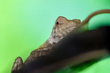 Portrait of a juvenile female Boyd's forest dragon on a leaf in a terrarium. Hypsilurus boydii, Loiret 45, région Centre Val de Loire, France, European Union, Europe