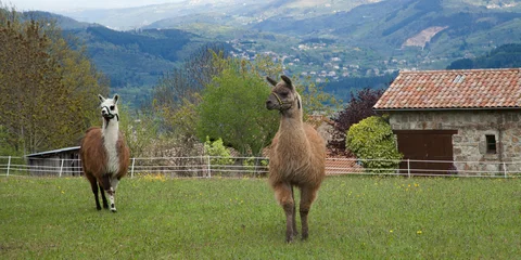 Rolgordijnen Lama Deux lamas dans un pré  © Hervé Rouveure
