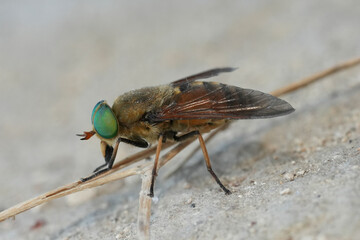 Closeup on a green-eyed gnat or horse-fly, Philipomyia aprica from Bulgaria