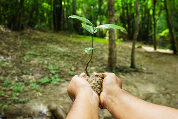 hand holding a plant reforestation