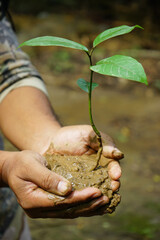 hand holding a plant reforestation
