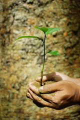 hand holding a plant reforestation