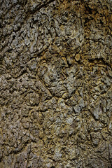 Old bark texture