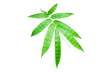bamboo green leaf isolated on white background. This has clipping path.   