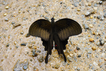 butterfly on the sand