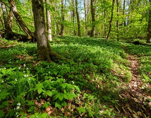 Fototapeta premium Sunlight filtering through the canopy of a serene green forest, illuminating a lush carpet of vibrant spring foliage on the woodland floor.