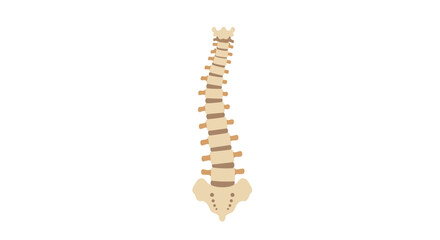 Illustration of a Human Spine showing the natural curvature and a mild scoliosis curve on a white background
