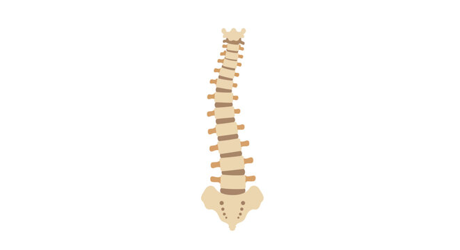 Illustration of a Human Spine showing the natural curvature and a mild scoliosis curve on a white background