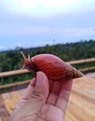 Snail held in hand, nature backdrop