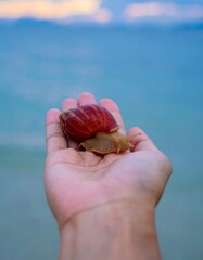 Snail in hand by the water
