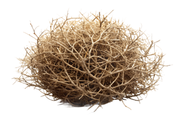 Tumbleweed – Isolated on White Background – PNG – GENERATIVE AI