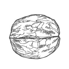 Walnut kernel in shell vector illustration hand drawn with ink. Black and white sketch isolated on white background. Object for food and vegetarian drinks label design