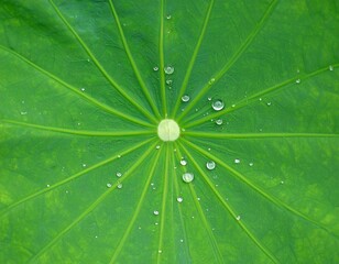 Raindrops on Lotus Leaf