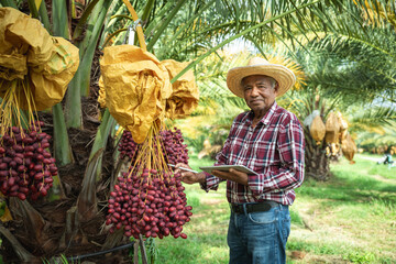 Elderly Asian man checking his date palm trees with digital tablet. A retired male farmer...