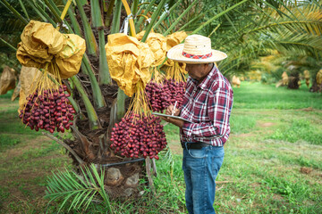 Elderly Asian man checking his date palm trees with digital tablet. A retired male farmer...