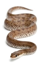 Snake against white background