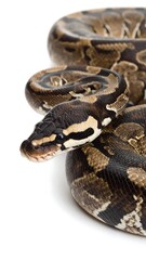 Snake coiled, detailed pattern