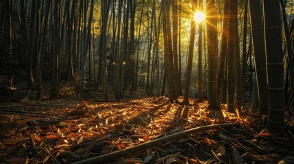 Golden Sunlight Streaming Through Dense Bamboo Forest Floor isolated on a transparent background