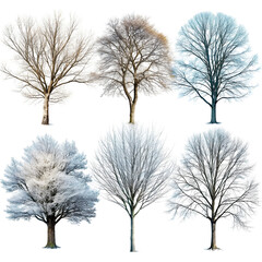 trees in winter