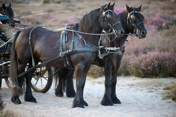 two fell ponies pulling a carriage on the heath